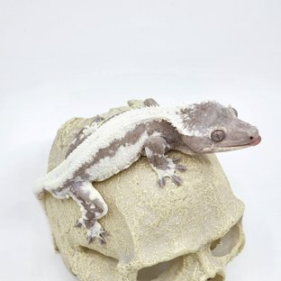 릴잔틱 솔리드백