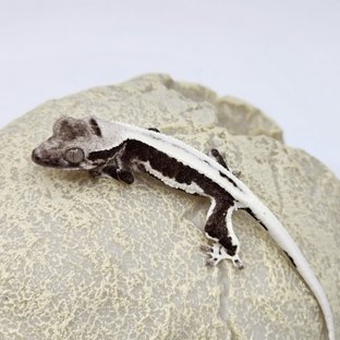 릴잔틱 풀핀 드리피