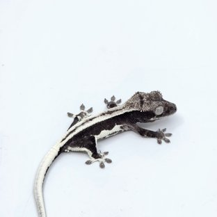 릴잔틱