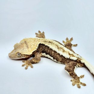 릴리100%헷아잔틱