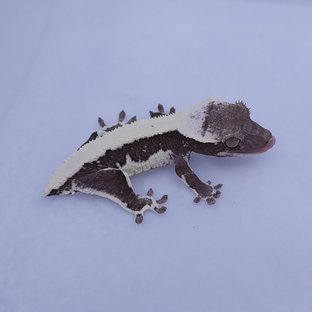 릴잔틱 솔리드백