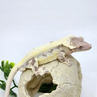 릴리 세이블 드리피