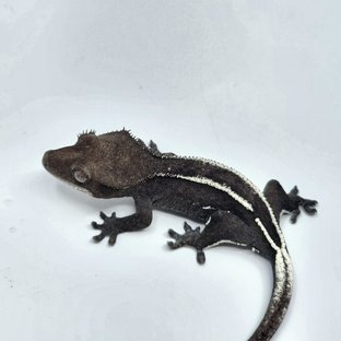 아잔틱