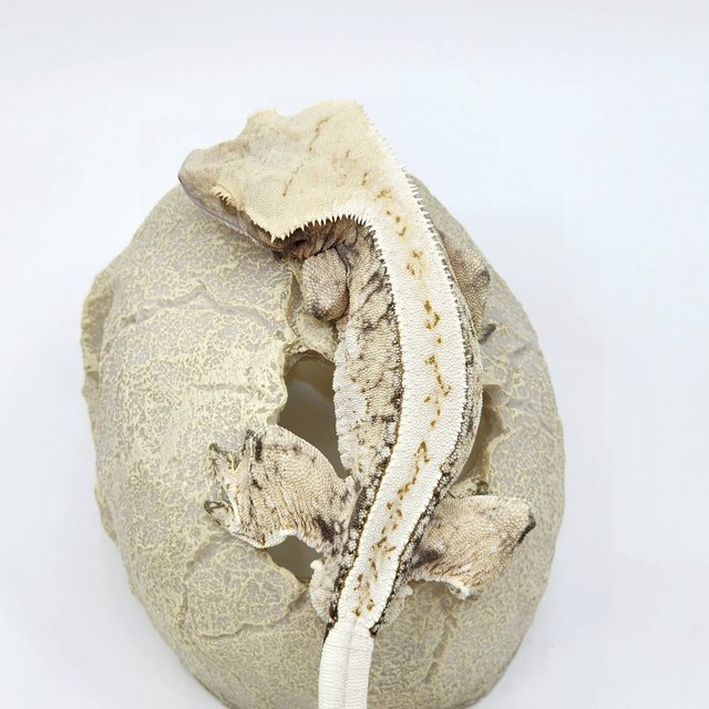 노멀 트라이 풀핀