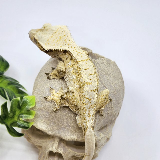 트라이 화이트스팟 옐로우 노멀