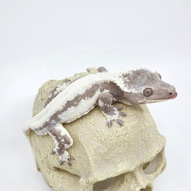 릴잔틱 솔리드백