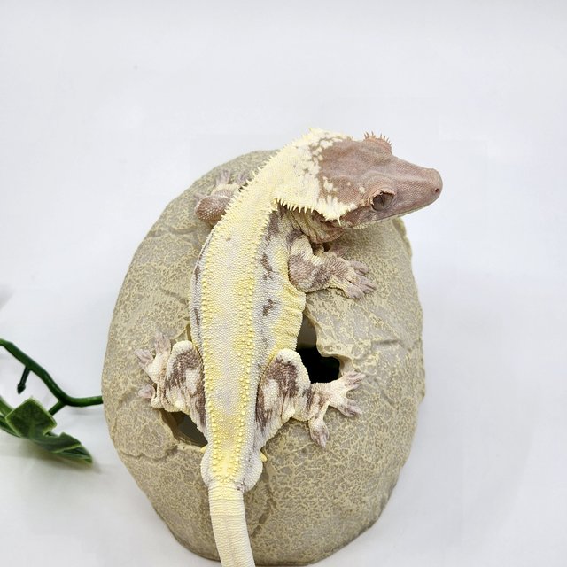 릴리 세이블 드리피