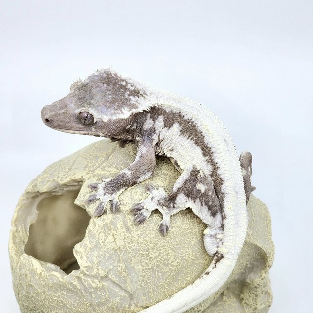 릴잔틱 솔리드백