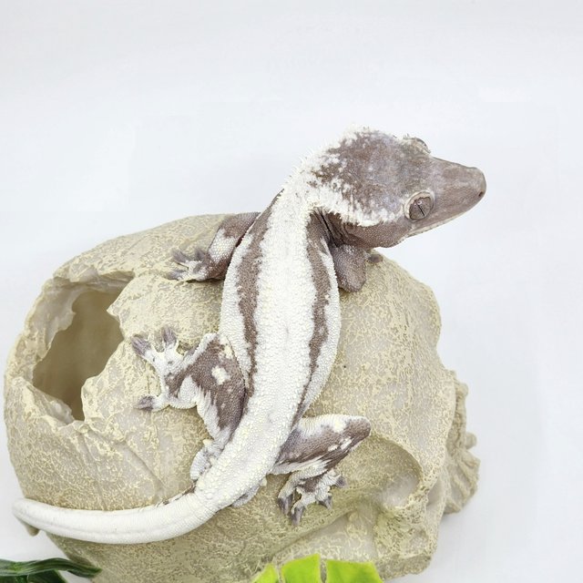 릴잔틱 솔리드백