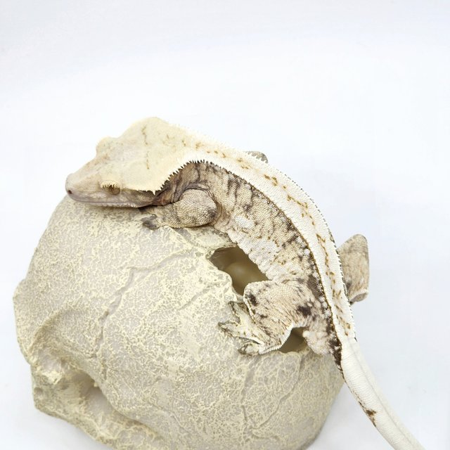 노멀 트라이 풀핀