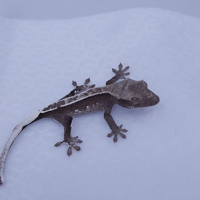 아잔틱 화이트포트홀