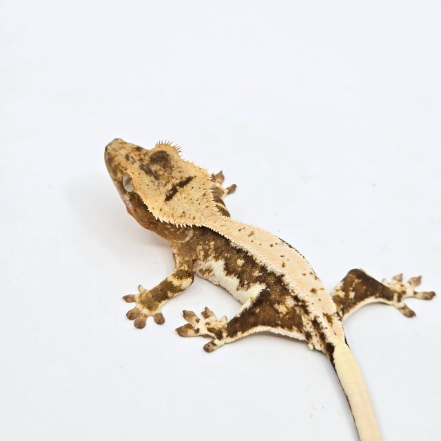 릴리100%헷아잔틱