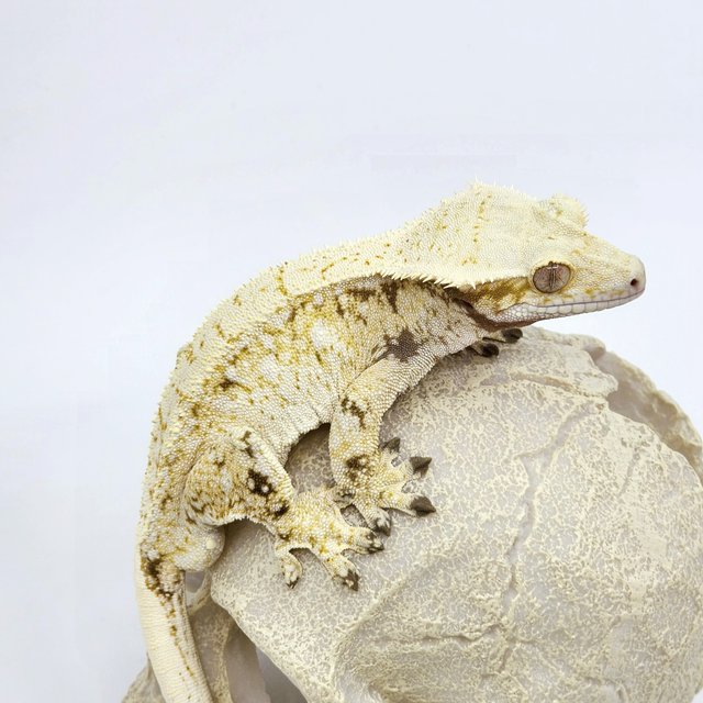 트라이 화이트스팟 옐로우 노멀