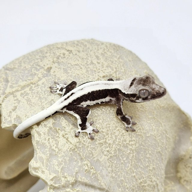 릴잔틱 풀핀 드리피