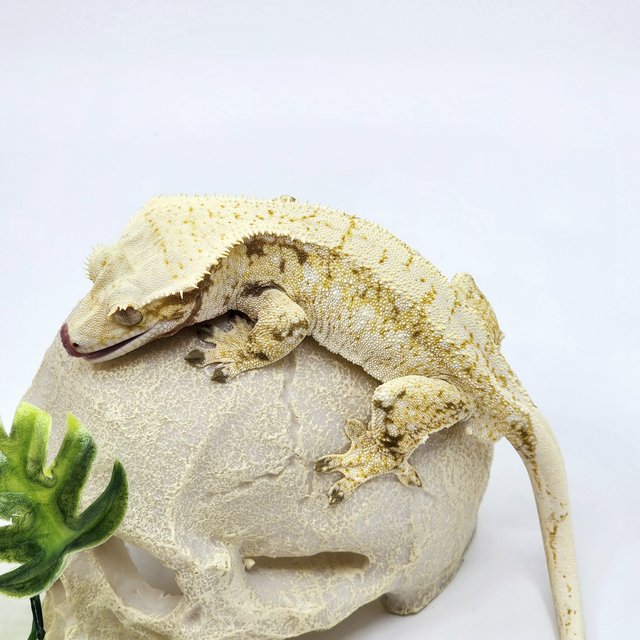 트라이 화이트스팟 옐로우 노멀