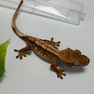노멀 트라이 할리퀸