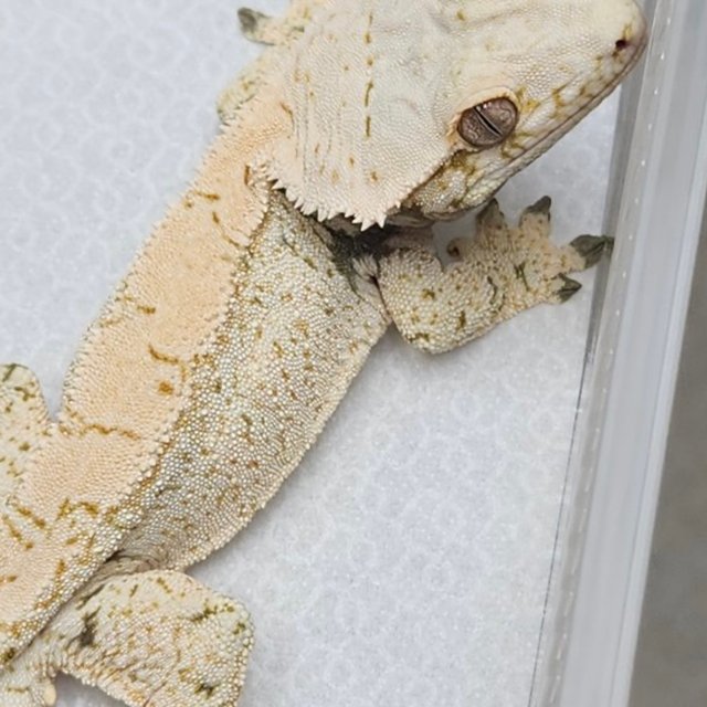 노멀 트라이 화이트스팟 화이트