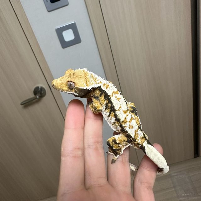트라이 익스트림할리퀸 화이트스팟 화이트핀
