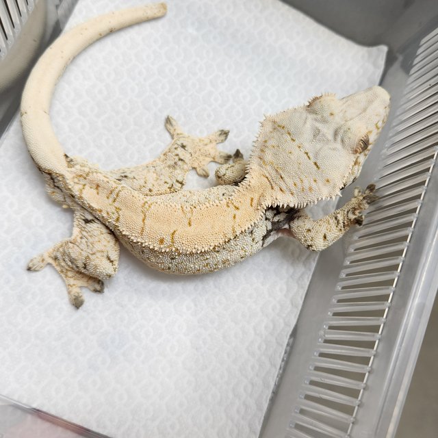 노멀 트라이 화이트스팟 화이트