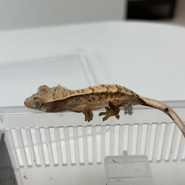 노멀 화이트스팟 트라이