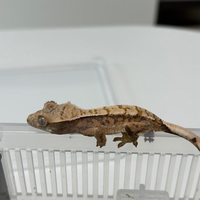 노멀 화이트스팟 트라이