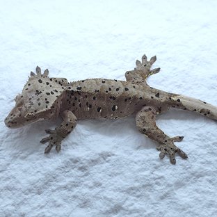 슈퍼달마시안 달마시안 카푸치노