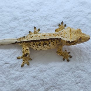 트라이 드리피 쿼드 풀핀 핀스트라이프 노멀