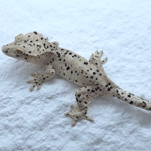 슈퍼달마시안 달마시안