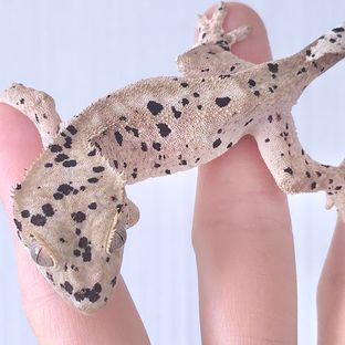 슈퍼달마시안 달마시안