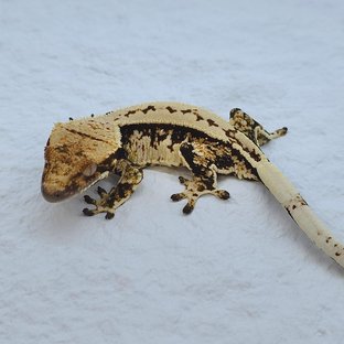 트라이 익스트림할리퀸 풀핀 핀스트라이프 화이트핀 노멀