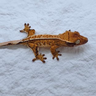 트라이 익스트림할리퀸 풀핀 핀스트라이프 화이트핀 노멀