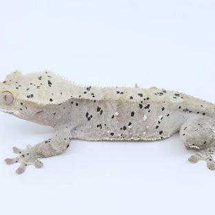 슈퍼달마시안 달마시안