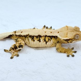 트라이 솔리드백 익스트림할리퀸 풀핀 노멀