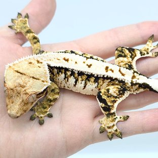 트라이 익스트림할리퀸 풀핀 화이트크라운 노멀