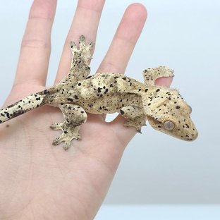 슈퍼달마시안 달마시안 노멀