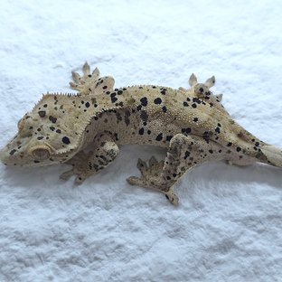 슈퍼달마시안 달마시안