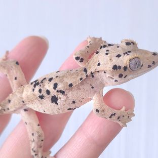 슈퍼달마시안 달마시안