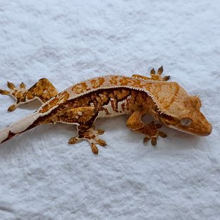 트라이 익스트림할리퀸 드리피 화이트스팟 화이트핀 몬코사