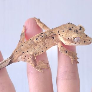 슈퍼달마시안 달마시안