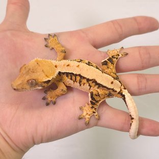 트라이 솔리드백 익스트림할리퀸 풀핀 노멀