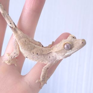 슈퍼달마시안 달마시안