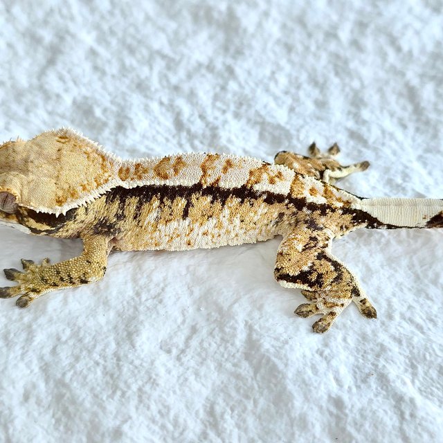 트라이 익스트림할리퀸 화이트크라운 화이트핀 노멀