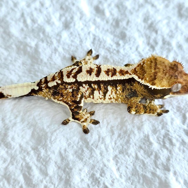 트라이 익스트림할리퀸 풀핀 화이트크라운 노멀