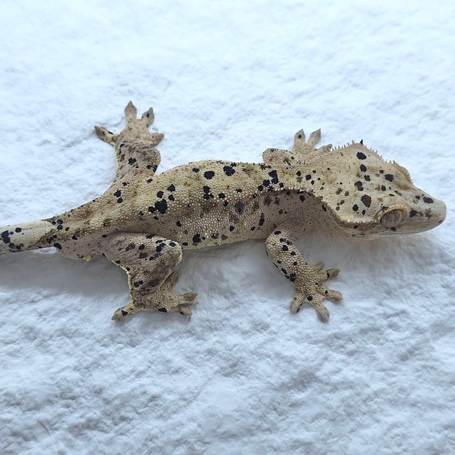 슈퍼달마시안 달마시안