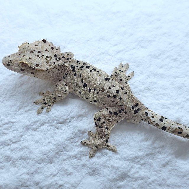 슈퍼달마시안 달마시안