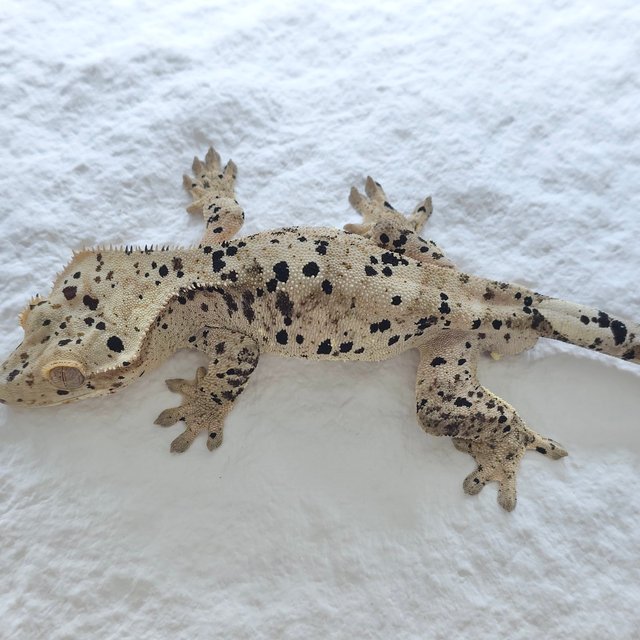 슈퍼달마시안 달마시안