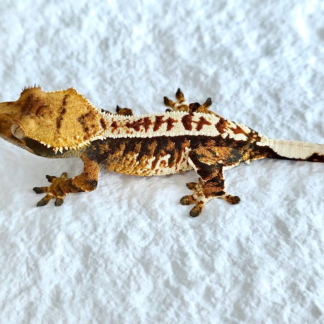 트라이 익스트림할리퀸 핀스트라이프 풀핀 화이트 노멀