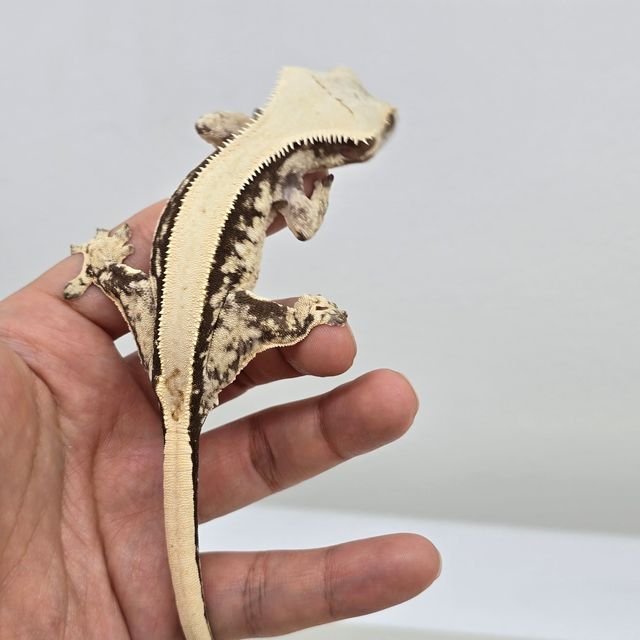 트라이 익스트림할리퀸 노멀