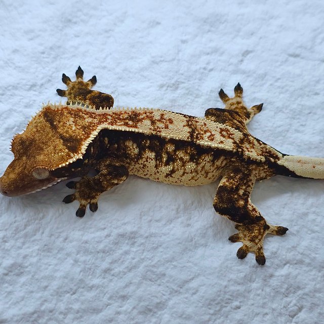 트라이 익스트림할리퀸 풀핀 핀스트라이프 화이트핀 노멀