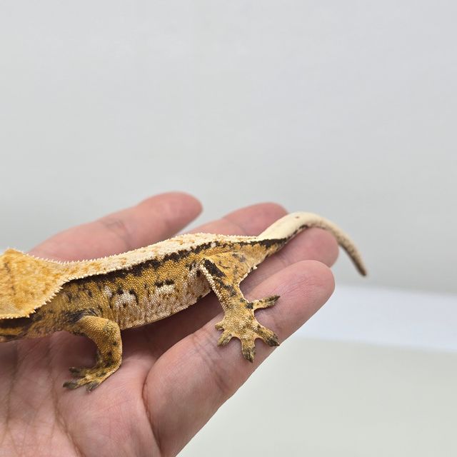 트라이 익스트림할리퀸 노멀